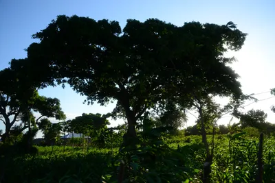 DSC_8193 (Large).JPG